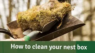 Bird Bites - How to clean a nest box - From September Onwards