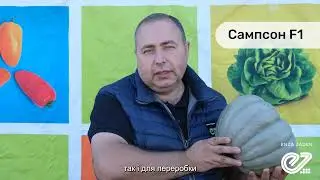 Сампсон F1 / Sampson F1,100-110 дней - Тыква, Enza Zaden