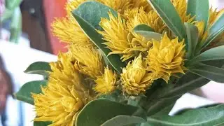Como plantar sementes pra nascer todos 100 perder nem uma: Rosa do deserto forte 