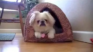 Curious Pekingese waking up from her nap. See her reaction!