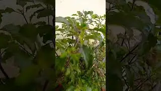 പൊതു വിജ്ഞാനം/ അമിത കൊഴുപ്പ് ന് തുളസി in malayalam