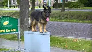 INCA de oudduitse herdershond in actie