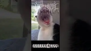Cats And Metal | Brutal cat sings | Drowning Pool - Bodies #shorts