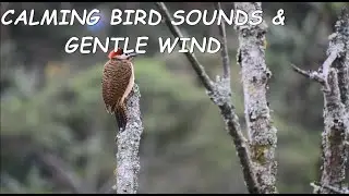 Instant Stress Relief: Calming Bird sounds & Gentle Wind for Focus or Relaxation
