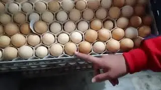 Poultry Hatchery CARI - Incubator