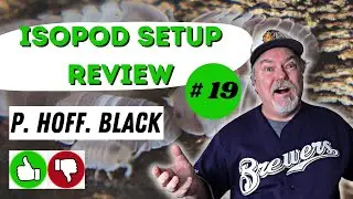 Isopod Setup Review   #19  |  Porcellio hoffmannseggi  BLACK