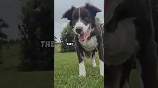 3 Bizarre Dog Facts You Won&rsquo;t Believe! #dogs #animals #animalrescue #pets #wildlife #shorts