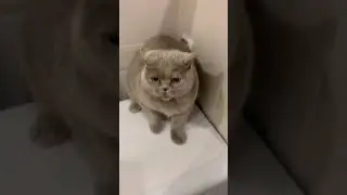 Агрессивный котик не дает себя погладить. Злой британец. Angry cat doesn&rsquo;t want to play.