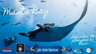 Рача Ной Манта Бэй, Тайна и величие гигантских скатов с...