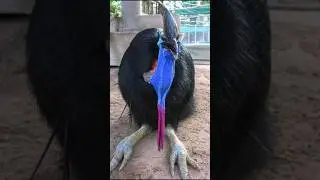 مرعب! أحذر طائر الكاسوري الخطير! #wonders  #nature #mystery #wild #animals #oddities #shorts