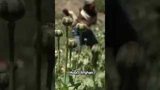Taliban adopt Anti-Drugs policies #shorts #taliban#viral