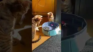 Bengal vs water 👀😂🐱 #bxcr #bengalcat #cat #water