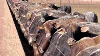 Brazilian Angus Association