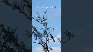 Morning songs from a mockingbird in Phoenix, Arizona.
