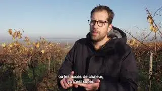 Viticulture Durable - Favoriser la biodiversit&eacute;