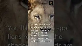 Africa's Famous Wildlife | #shorts