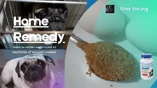 Vomiting, stenchy poop and no appetite dog, Gamot sa asong nagsusuka nagtatae at walang gana kumain