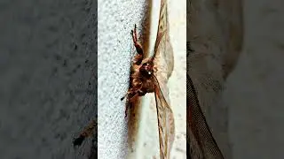 Eupterote patula moth,it also known as a Monkey moth #macroworld #insects #nature #wildlife #shorts