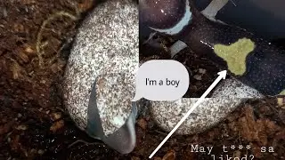 Vlog #11: Weird Leopard Gecko Pattern!!! | Nicoz Vitor TV