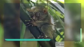 A living fossil whose steps are the smallest primates!!!!!!