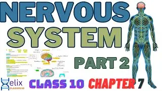Nervous system |Reflex Action| Human Brain |Control and coordination | Part 2 | Class 10 chapter 7