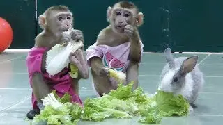 Awesome!!! Baby Monkey Mori Dodo And Rabbit Enjoy Fresh Veggies For Dinner