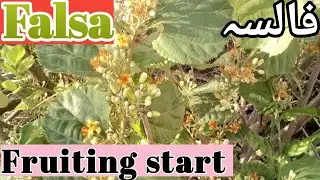 Falsa plant care tips| How to take care of falsa plant in summer | Care of grewia asiatica | فالسہ