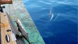 ⁠JOY ADVENTURES SPEARS KING MACKEREL | DOLPHINS approach us