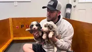 Daisys f2 Bernedoodle litter