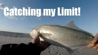 Fall Run! - Catching my limit of Big Bluefish!