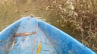 Một ngày thăm lỡ Trung toàn cá rô phi