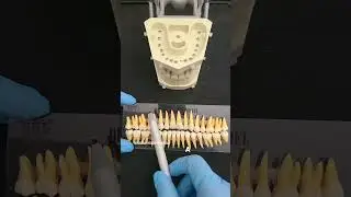 🦷✨ Совет от стоматолога: как отличить правые зубы от левых! ✨🦷
