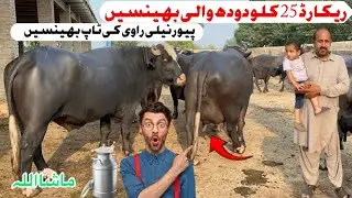 Aayan Dairy Farm Tandlianwala [ Most Beautiful  Buffaloes] Buffalo Farming in Punjab Pakistan&hellip;