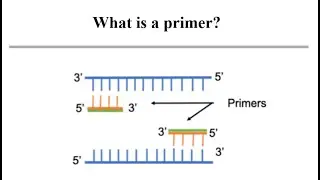 What is a primer?