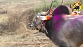 Jabardast khillar bulls running at Bk Kangrali race, Maza Baap shetkari