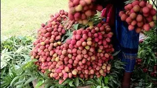 Litchi garden in Magura,Jessore, bangladesh.