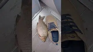 21.08.2023 Сазан в реке SOK  город SAMARA.     Carp in the river SOK SAMARA city