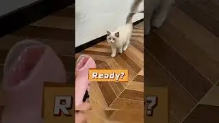 Budget-Friendly Pet Products That Actually Work 💰   Link  is in  Bio 🐏   #CatVideos
