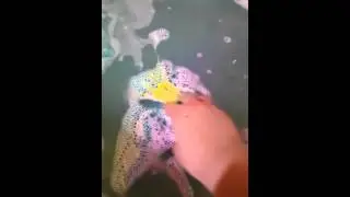 The Experimenter-lushusa.com