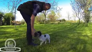Gundog Puppy Retrieves – Islay the 16 week old Springer Spaniel