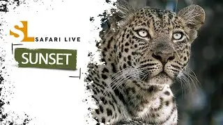 SafariLIVE Sunset - Repeat - 03 February 2026