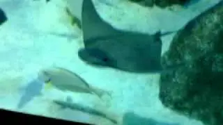 spinning stingray