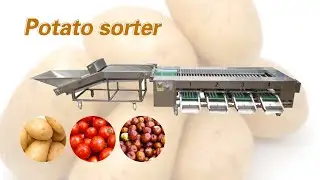 Potato grading sorting machine | tomato sorter | vegetable fruit size grading
