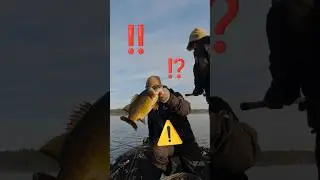 @Joey.T 's best imitation of a seal + fish #livescope #GBOHunting #shimano #gloomis #rallyshades