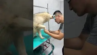 十年养狗总结的经验/It's a lesson I've learned in ten years of kenneling#dog #husky