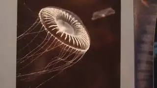 Crystal Jelly - Aequorea victoria