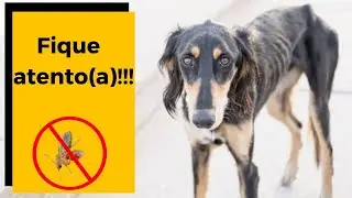 ❌  LEISHMANIOSE CANINA: Quais os principais sintomas?  🐶😱