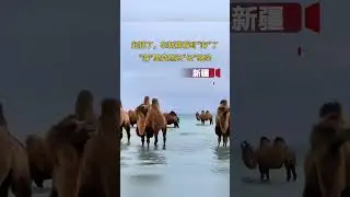 😮Unbelievable!The camels in the 