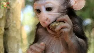 DAX LOOK LIKE VERY HUNGRY MILK , WHAT EAT WRONG MILK ON BABY DAX EATING LONELY NOT LET BY MOM DAISY?