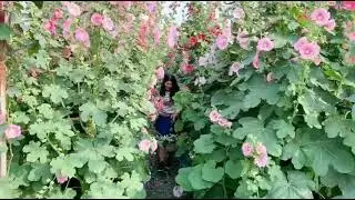 Alcea Rosea Community Garden in Yuanlin City Taiwan